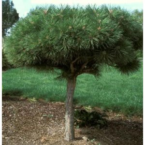 Borovica horská (Pinus mugo) ´WINTERGOLD´ – výška 110-130cm, kont. C5L